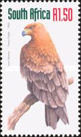 Tawny Eagle (Aquila rapax)