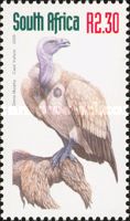 Cape Vulture (Gyps coprotheres)