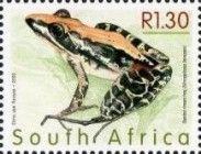 Banded stream frog (Strongylopus bonaspei)