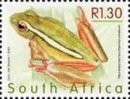Yellow-striped Reed Frog (Hyperolius semidiscus)
