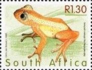 Natal Banana Frog (Afrixalus spinifrons)