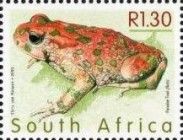Paradise Toad (Bufo robinsoni)
