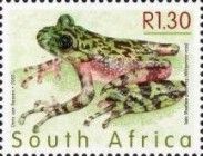 Rose's Ghost Frog (Heleophryne rosei)