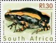 Banded Rubber Frog (Phrynomantis bifasciatus)