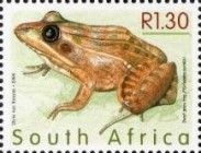Dwarf Grass Frog (Ptychadena pumilio)