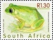 Long-toed Tree Frog (Leptopelis xenodactylus)