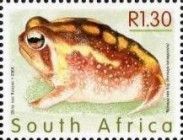 Namaqua Rain Frog (Breviceps namaquensis)