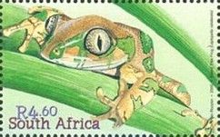 Forest Tree Frog (Leptopelis natalensis)