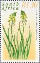 Stalked bulbine (Bulbine frutescens)