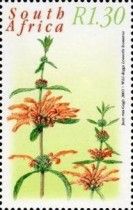 Wild dagga (Leonotis leonurus)