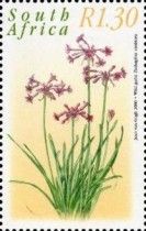 Wild Garlic (Tulbaghia violacea)