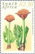 Red paintbrush (Scadoxus puniceus)
