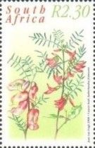 Cancer bush (Sutherlandia frutescens)