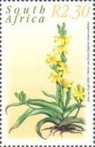 Yellow star flower (Hypoxis hemerocallidea)
