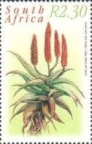 Bitter aloe (Aloe ferox)