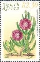 Sour fig (Carpobrotus edulis)