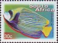 Emperor Angelfish (Pomacanthus imperator)