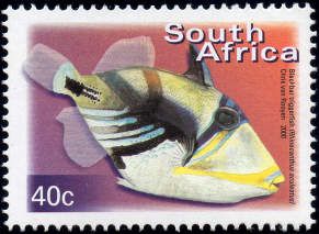 Lagoon Triggerfish (Rhinecanthus aculeatus)