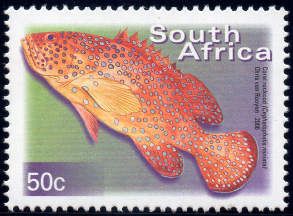 Coral Hind (Cephalopholis miniatus)