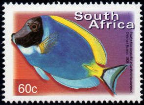 Powderblue Surgeonfish (Acanthurus leucosternon)