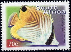 Threadfin Butterflyfish (Chaetodon auriga)