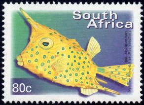 Longhorn Cowfish (Lactoria cornuta)