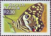 Citrus Swallowtail (Papilio demodocus)