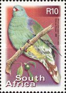 African Green-pigeon (Treron calvus)
