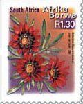 Botterbloom (Gazania krebsiana) - Afrika Borwa