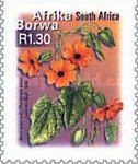 Black Eyed Susy (Thunbergia alata) - Afrika Borwa
