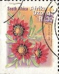 Botterblom (Gazania krebsiana) - Afrika Dzonga