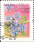 Blue Marguerite (Felicia amelloides) - Afrika Sewula