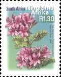 Tree Pelargonium (Pelargonium cucullatum), Ningizimu Afrika
