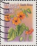 Black Eyed Susy (Thunbergia alata) - Mzantsi Afrika