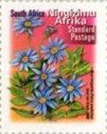 Blue Marguerite (Felicia amelloides) - Ningizimu Afrika