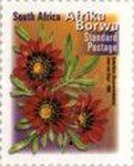 Botterblom (Gazania krebsiana) - Afrika Dzonga