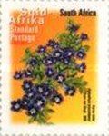 Karoo Violet (Aptosimum procumbens) - Afrika Borwa