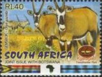 Gemsbok (Oryx gazella)
