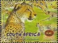 Cheetah (Acinonyx jubatus)
