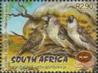 Sociable Weaver (Philetairus socius)