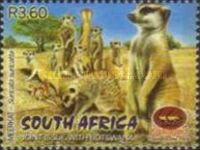 Meerkat (Suricata suricatta)