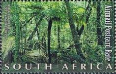 Tsitsikamma Forest