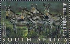 Cape Mountain zebras