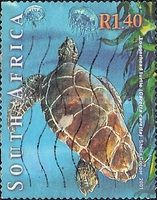 Loggerhead Turtle (Caretta caretta)
