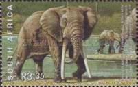 African Elephant (Loxodonta africana)