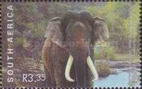 Asian Elephant (Elaphas maximus)
