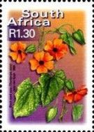 Black-eyed Susy (Thunbergia alata)