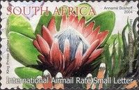 King Protea (Protea cynaroides)