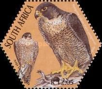 Peregrine Falcon (Falco peregrinus)