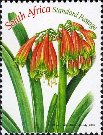 Clivia nobilis